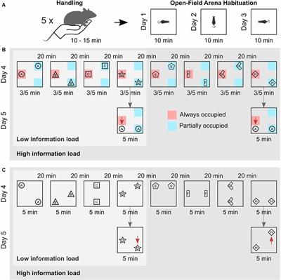 Effects of Information Load on Schema and Episodic Memory Formation